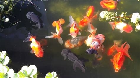 Fancy goldfish planted pond - YouTube