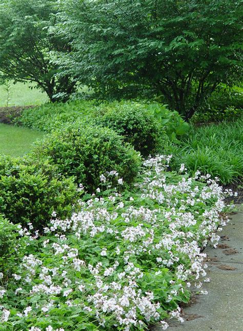 Hardy geranium ‘Biokovo’ | Garden Housecalls