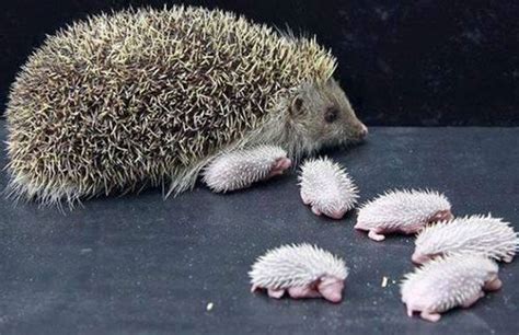 Squee Sunday: baby hedgehogs – Sheila Crosby