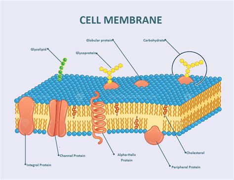 Draw And Label Cell Membrane - Drawing Word Searches