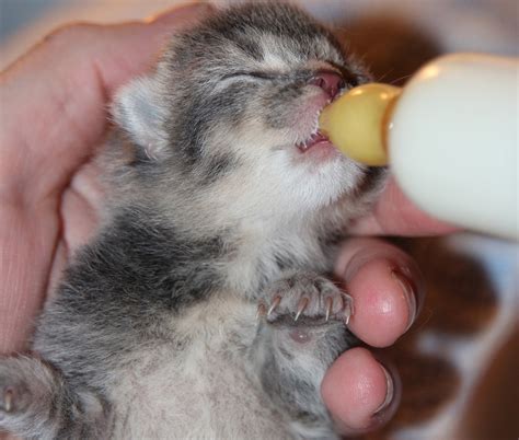 30+ Of The Cutest Bottle Fed Kittens You’ve Ever Seen! – Meow As Fluff