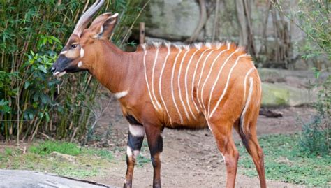 Bongo Antelope Size: Facts & Information - İnteresting Animal Kingdom