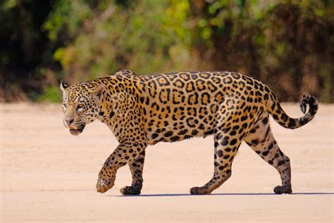 7 curiosidades sobre el jaguar - Mis animales