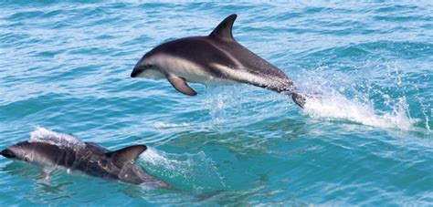 New Zealand Takes Steps To Help Endangered Species - Awesome Ocean