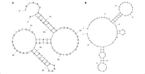 | Aptamer secondary structure. Selected aptamer secondary structures... | Download Scientific ...