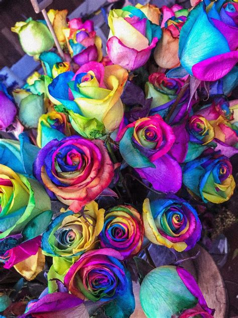 Pride Month: Flag History and Rainbow Roses DIY Flower Images, Flower Pictures, Days Of A Week ...