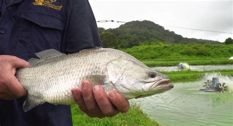 Australian Barramundi | Barramundi Gardens: home of Barramundi Gold and ...