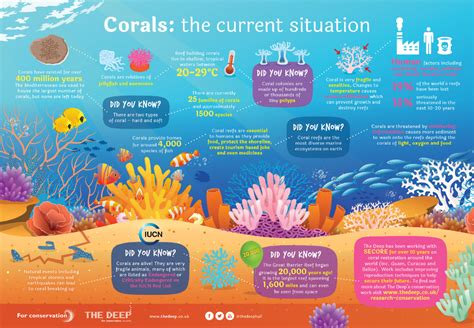 5 Amazing Facts About Coral Reefs | ReefCI | Coral reef, Coral ...