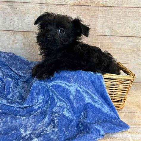 Yorkshire Terrier/Poodle Puppies for sale - Tullys Kennels