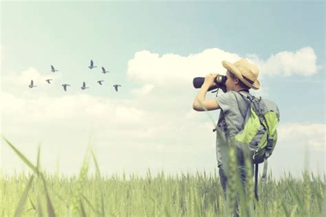 Bird Watching Stock Photos, Pictures & Royalty-Free Images - iStock