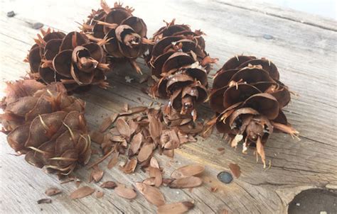 Collecting conifer cones… and thinking of wildfire