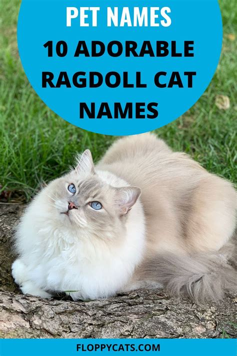 Ragdoll Cat Names [2022] Adorable & Cute Cat Name Ideas | Ragdoll cat ...