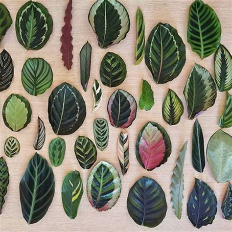 Calathea sanderiana Archives - The Jungle Collective