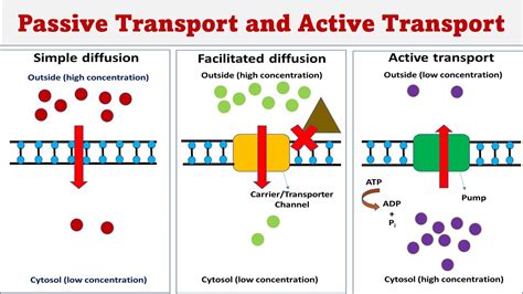 Passive transport | Simple diffusion | Facilitated diffusion | Active transport - YouTube