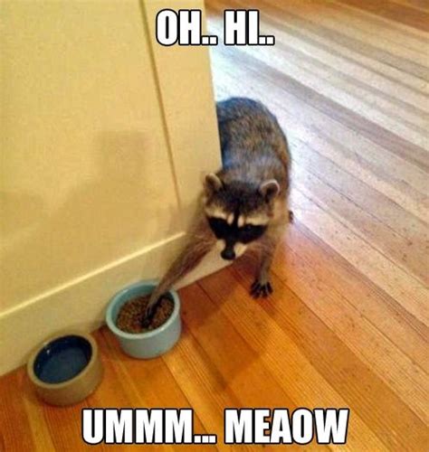 Scandalous Raccoons Will Always Make You Laugh! (15 Memes) - I Can Has ...