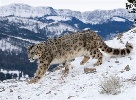 The big cats' decline is understated making numbers of snow leopards in the wild impossible to ...