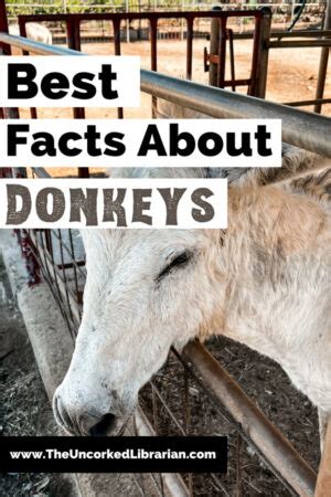 12 Interesting & Fun Donkey Facts | The Uncorked Librarian