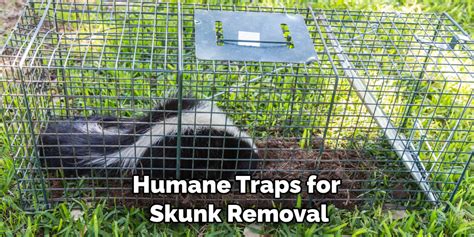 How to Stop Skunks from Digging Up Lawn | 5 Easy Guide (2024)