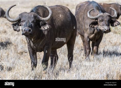 cape buffalo herd Stock Photo - Alamy