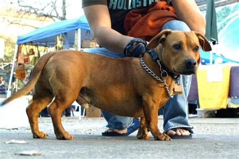 Pitbull Dachshund Mix Puppies | Pitbull Puppies