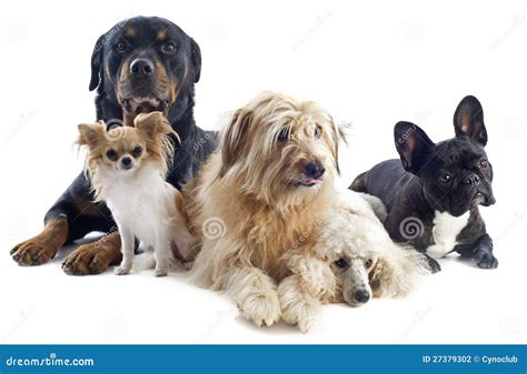 Five dogs stock photo. Image of white, sheepdog, background - 27379302