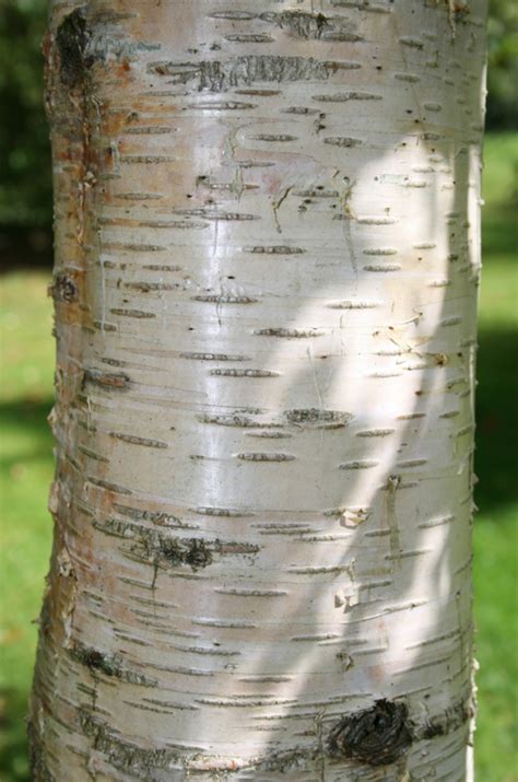 Buy Bare root Silver Birch tree online FREE UK DELIVERY + FREE 3 YEAR TREE WARRANTY