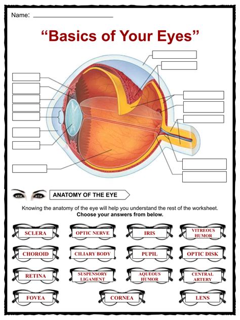 Parts Of The Eyes Worksheets For Grade 3 - Free Printable Worksheet