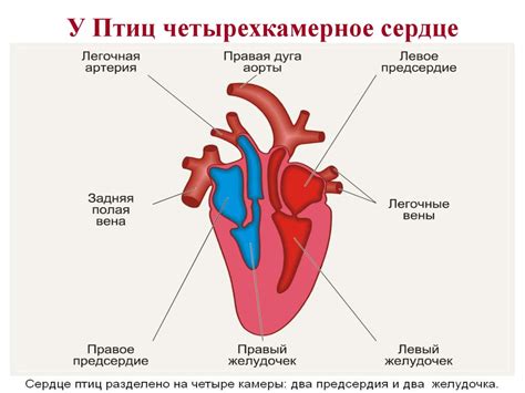 Bird Heart Diagram - General Wiring Diagram