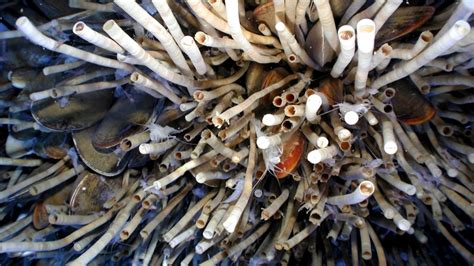 Giant Tube Worm – "OCEAN TREASURES" Memorial Library