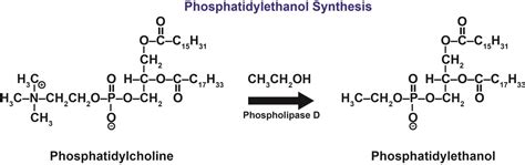 What is Phosphatidylethanol (PEth)? - USDTL