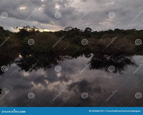 Sunrise of the Amazon Rainforest Stock Image - Image of relax, jungle ...