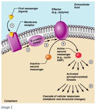 How do protein kinases function in plasticity? — Brain Stuff