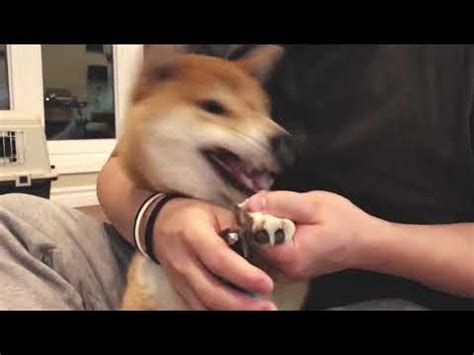 1 给柴犬Oka剪指甲 Trimming Shiba Inu's Nails - YouTube