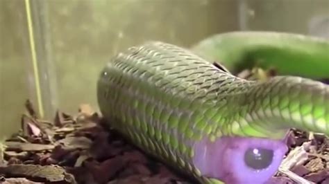 GREEN SNAKE GIVING BIRTH - YouTube