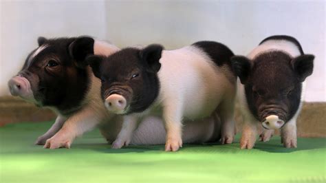 Gene Editing Spurs Hope for Transplanting Pig Organs Into Humans - The ...