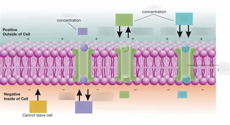 Resting membrane potential diagram Diagram | Quizlet