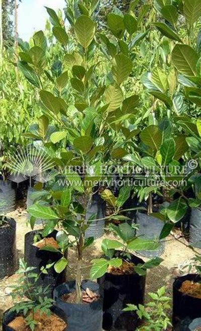 Tropical Fruit Trees - Merry Horticulture International