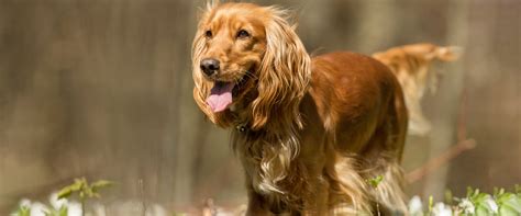 9 Top Cocker Spaniel Haircuts | TrustedHousesitters.com