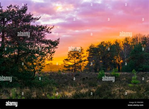 sunset in a forest heather landscape with polar stratospheric clouds, a ...