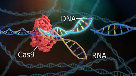 The Case Against CRISPR Gene Editing, Part I | by Nita Jain | Medical Myths and Models | Medium