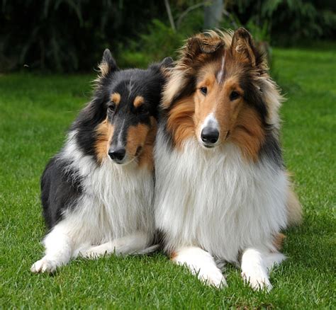 Tricolor Rough Collie Puppy Photograph by Mark Taylor