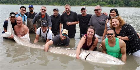 Largest Live Fraser River Sturgeon Tagged on Record!