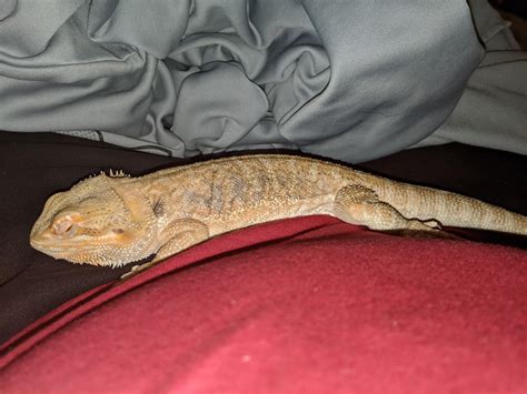 Bearded dragon sleeping. : r/animalsdoingstuff