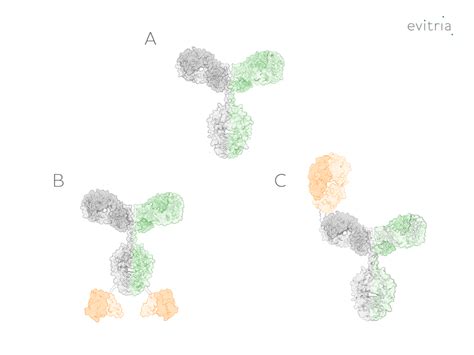 Bispecific Antibodies: Commercial Successes and Research Feasibility ...