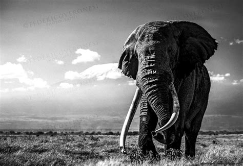 Elephant Black and White Wallpapers - Top Free Elephant Black and White ...