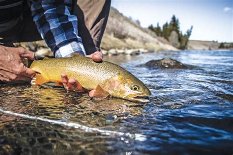 Wyoming's Snake River is Cutthroat Nirvana - Fly Fisherman