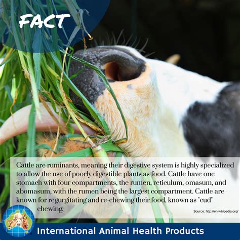 Cattle are ruminants, meaning their digestive system is highly specialized to allow the use of ...