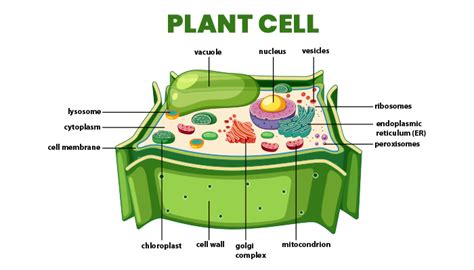 What Are The Definition Diagram Structure Function Of Plant Cells | My XXX Hot Girl