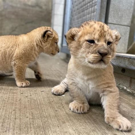 Lincoln Park Zoo shows off lion cubs, now 5 weeks old - CBS Chicago