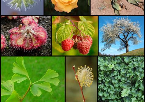 Diversity of plants | All about plant